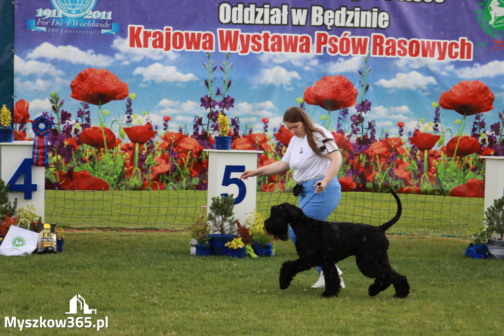 Fotorelacja II: Krajowa Wystawa Psów Rasowych w Gniazdowie Gmina Koziegłowy