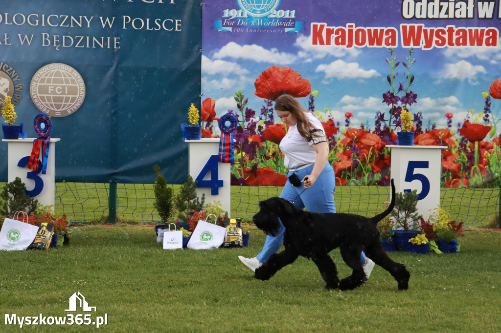 Fotorelacja II: Krajowa Wystawa Psów Rasowych w Gniazdowie Gmina Koziegłowy