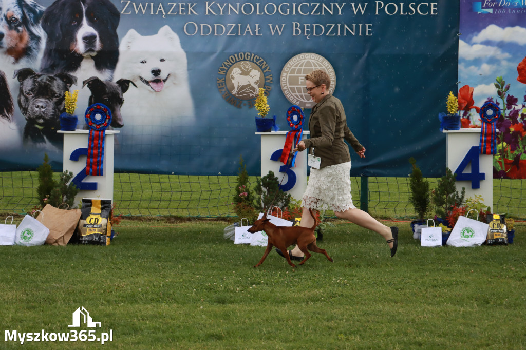 Fotorelacja II: Krajowa Wystawa Psów Rasowych w Gniazdowie Gmina Koziegłowy