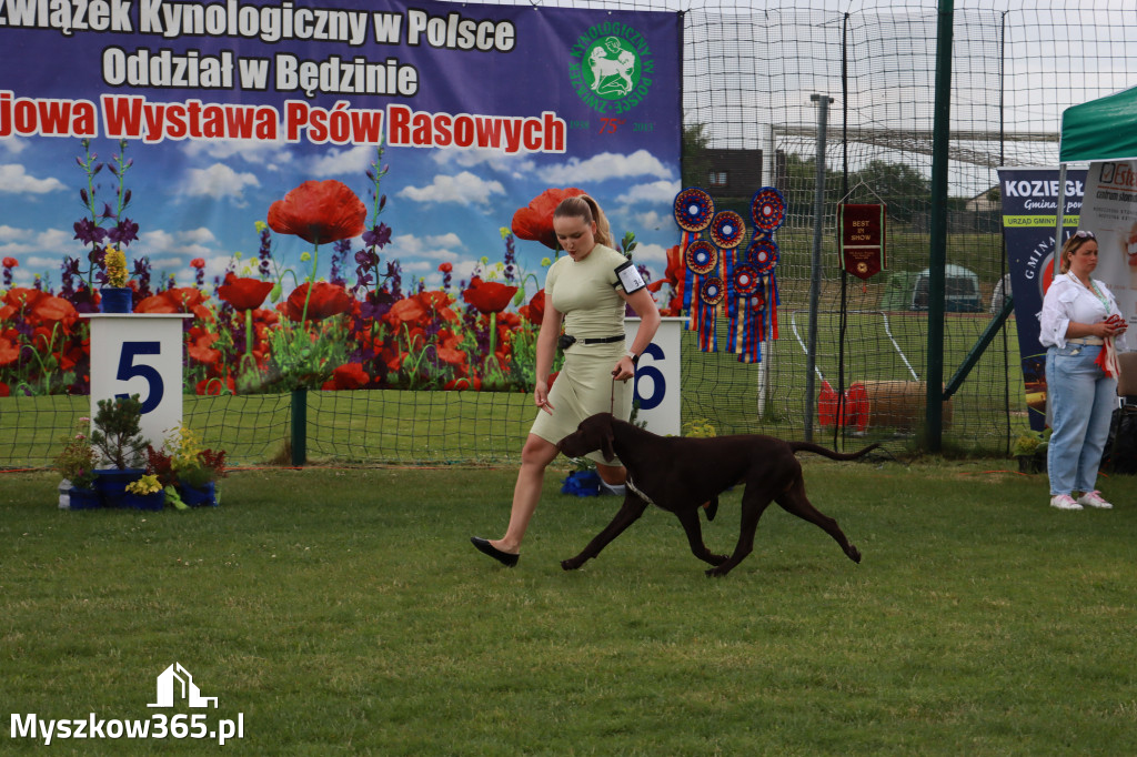 Fotorelacja II: Krajowa Wystawa Psów Rasowych w Gniazdowie Gmina Koziegłowy