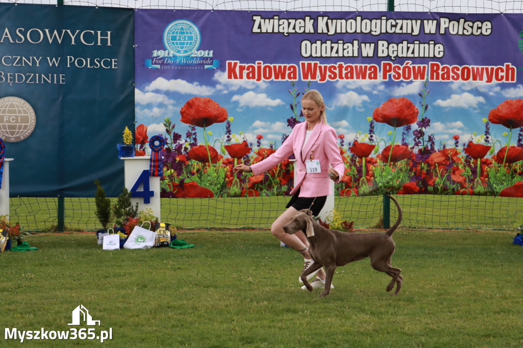 Fotorelacja II: Krajowa Wystawa Psów Rasowych w Gniazdowie Gmina Koziegłowy