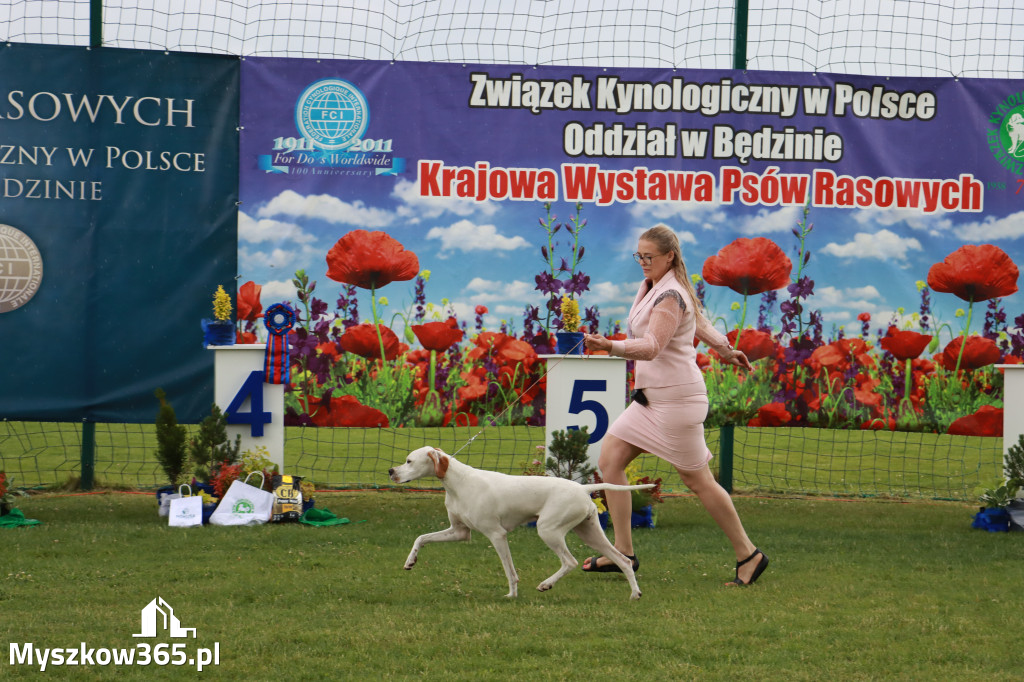 Fotorelacja II: Krajowa Wystawa Psów Rasowych w Gniazdowie Gmina Koziegłowy