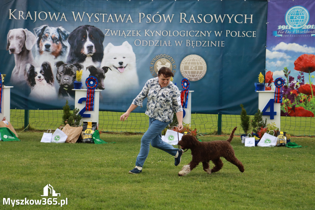 Fotorelacja II: Krajowa Wystawa Psów Rasowych w Gniazdowie Gmina Koziegłowy