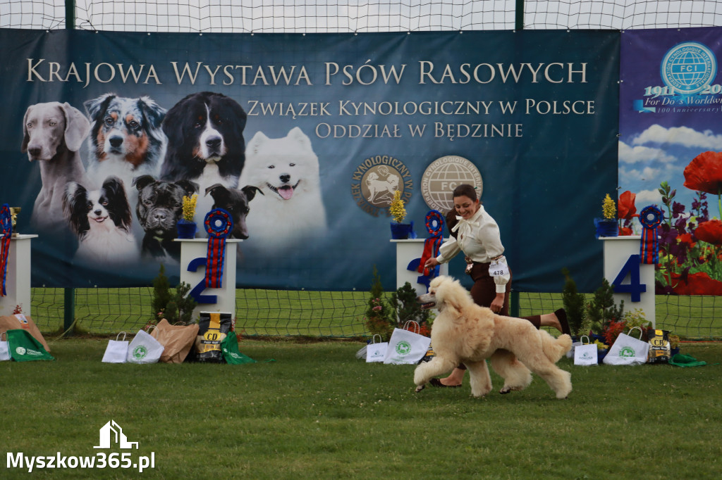 Fotorelacja II: Krajowa Wystawa Psów Rasowych w Gniazdowie Gmina Koziegłowy