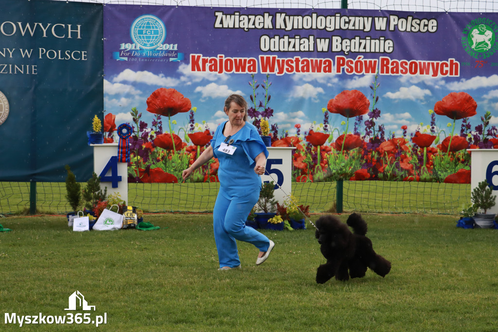 Fotorelacja II: Krajowa Wystawa Psów Rasowych w Gniazdowie Gmina Koziegłowy