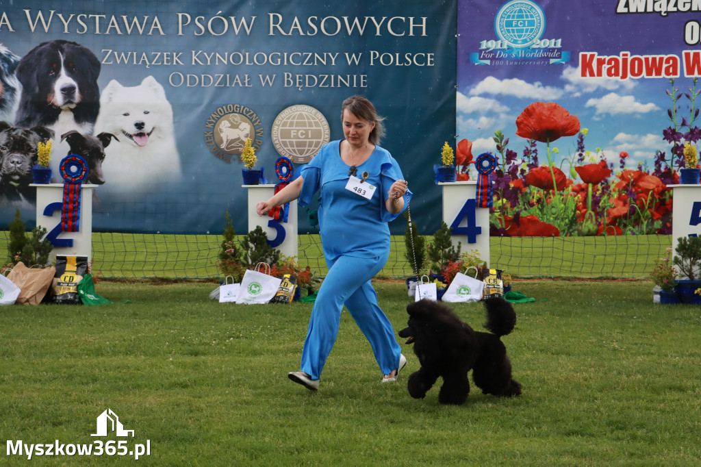 Fotorelacja II: Krajowa Wystawa Psów Rasowych w Gniazdowie Gmina Koziegłowy