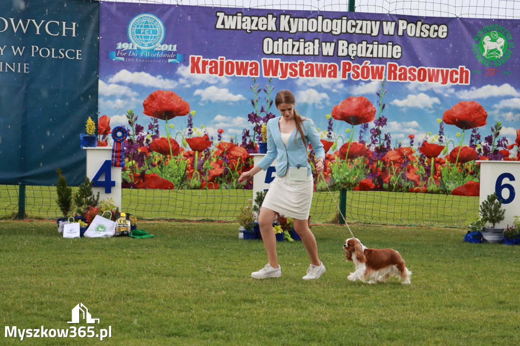Fotorelacja II: Krajowa Wystawa Psów Rasowych w Gniazdowie Gmina Koziegłowy