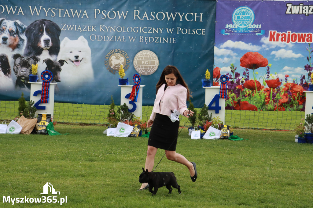 Fotorelacja II: Krajowa Wystawa Psów Rasowych w Gniazdowie Gmina Koziegłowy