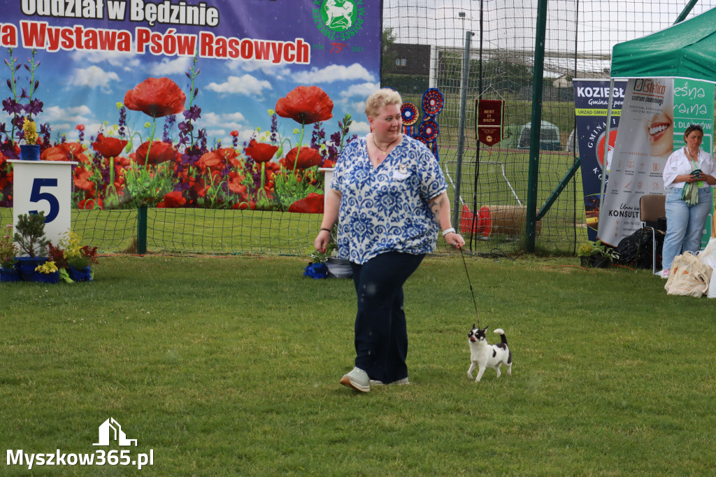 Fotorelacja II: Krajowa Wystawa Psów Rasowych w Gniazdowie Gmina Koziegłowy