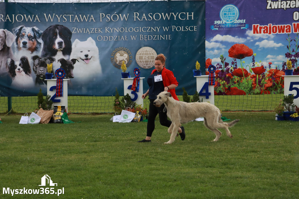 Fotorelacja II: Krajowa Wystawa Psów Rasowych w Gniazdowie Gmina Koziegłowy