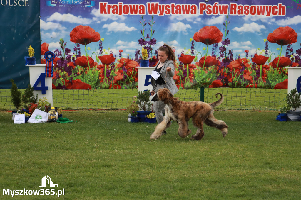 Fotorelacja II: Krajowa Wystawa Psów Rasowych w Gniazdowie Gmina Koziegłowy