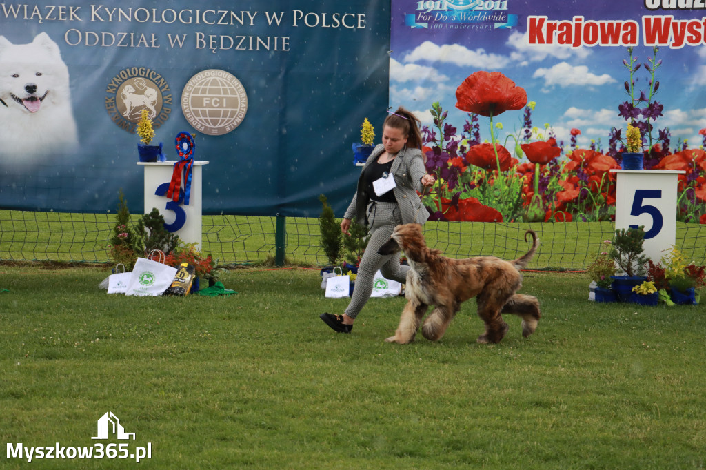 Fotorelacja II: Krajowa Wystawa Psów Rasowych w Gniazdowie Gmina Koziegłowy