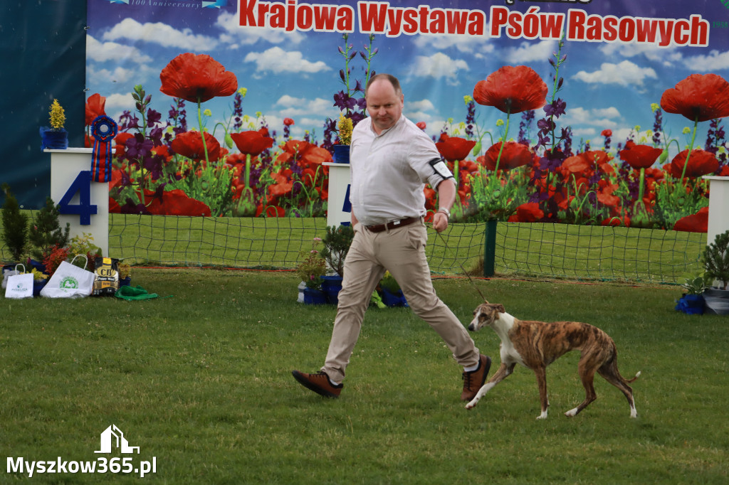 Fotorelacja II: Krajowa Wystawa Psów Rasowych w Gniazdowie Gmina Koziegłowy