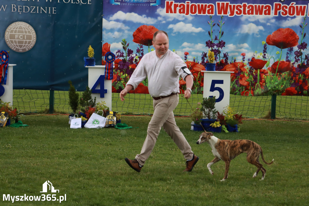 Fotorelacja II: Krajowa Wystawa Psów Rasowych w Gniazdowie Gmina Koziegłowy