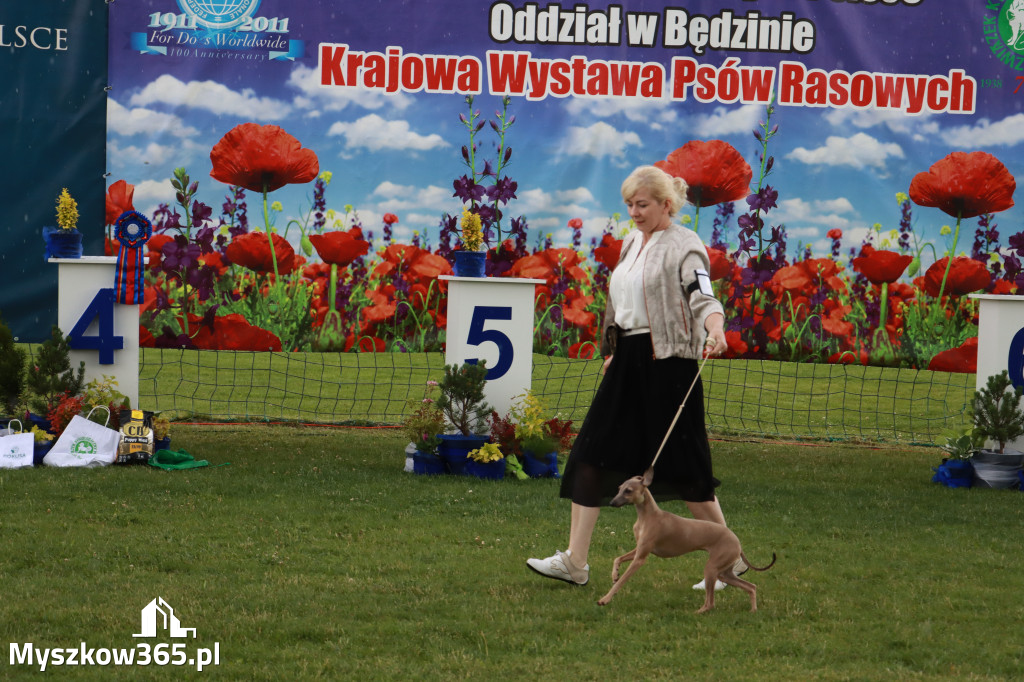 Fotorelacja II: Krajowa Wystawa Psów Rasowych w Gniazdowie Gmina Koziegłowy