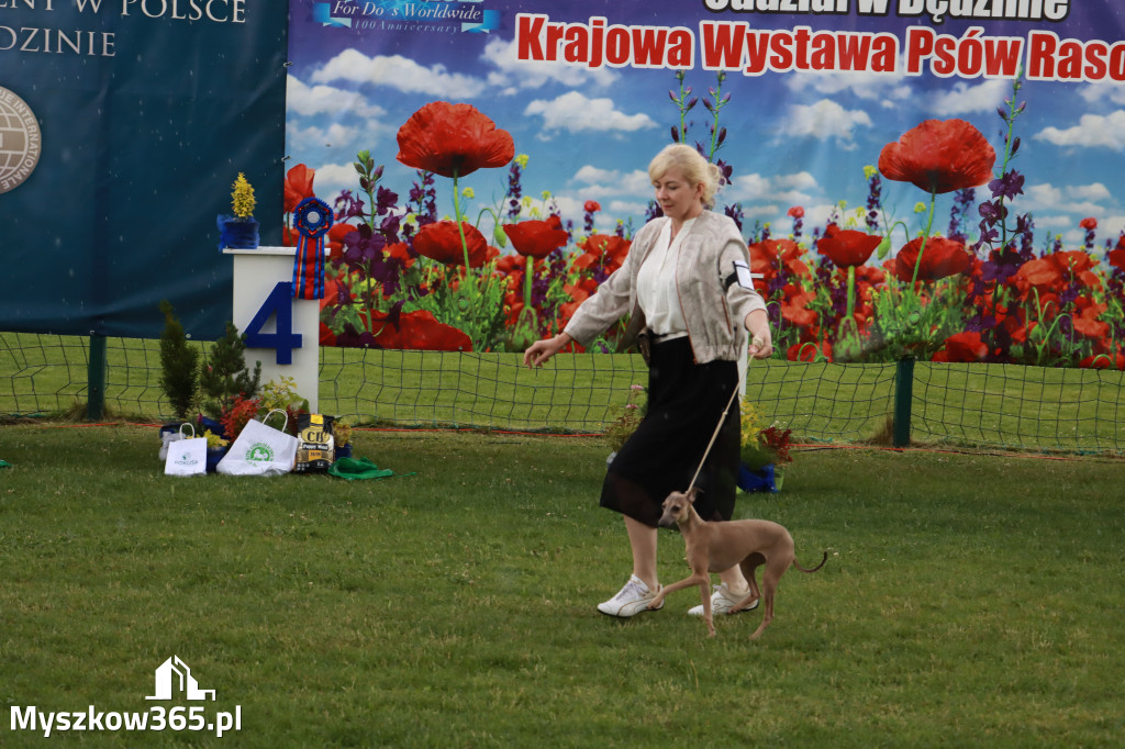 Fotorelacja II: Krajowa Wystawa Psów Rasowych w Gniazdowie Gmina Koziegłowy