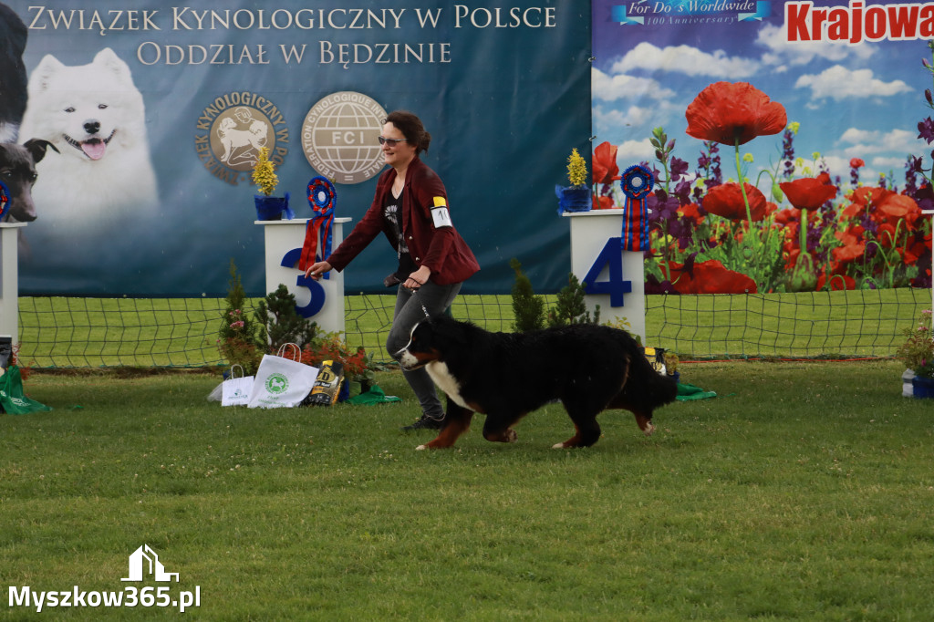 Fotorelacja II: Krajowa Wystawa Psów Rasowych w Gniazdowie Gmina Koziegłowy