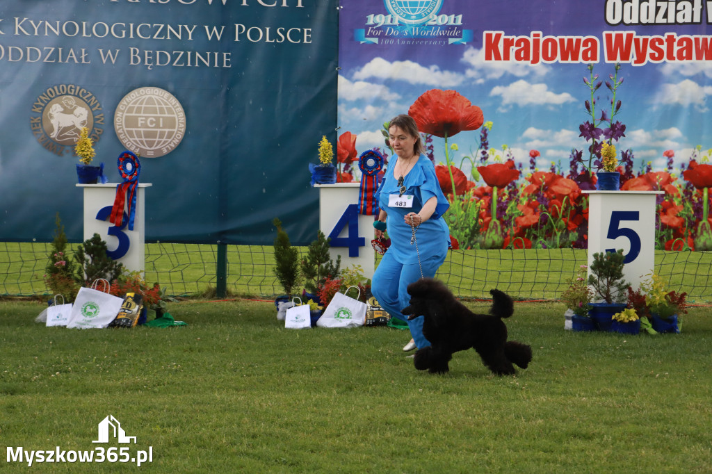 Fotorelacja II: Krajowa Wystawa Psów Rasowych w Gniazdowie Gmina Koziegłowy