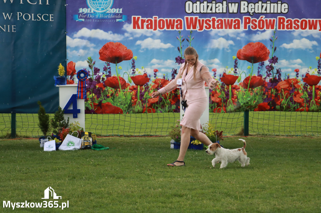Fotorelacja II: Krajowa Wystawa Psów Rasowych w Gniazdowie Gmina Koziegłowy