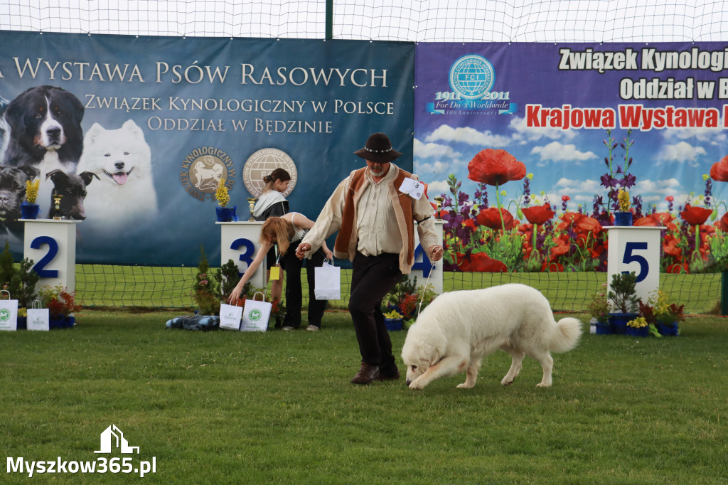 Fotorelacja II: Krajowa Wystawa Psów Rasowych w Gniazdowie Gmina Koziegłowy