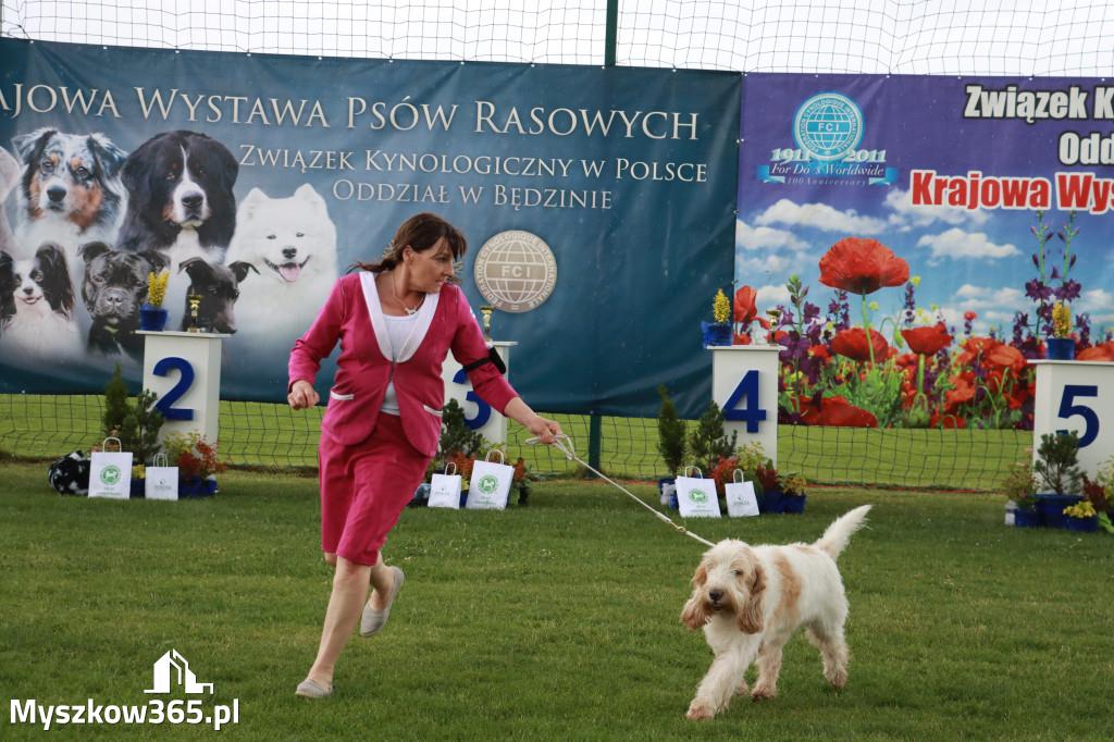 Fotorelacja II: Krajowa Wystawa Psów Rasowych w Gniazdowie Gmina Koziegłowy