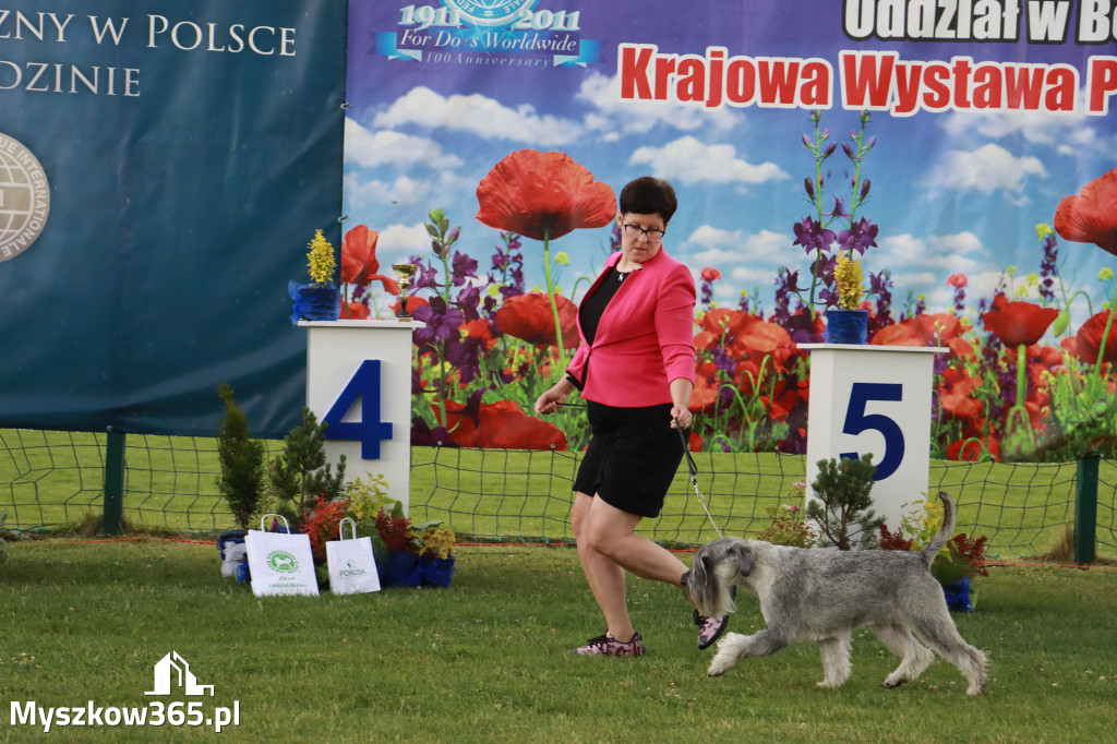 Fotorelacja II: Krajowa Wystawa Psów Rasowych w Gniazdowie Gmina Koziegłowy