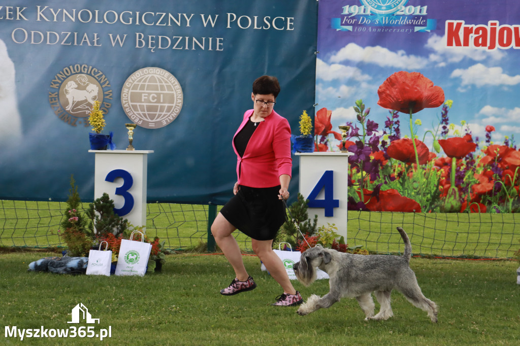 Fotorelacja II: Krajowa Wystawa Psów Rasowych w Gniazdowie Gmina Koziegłowy