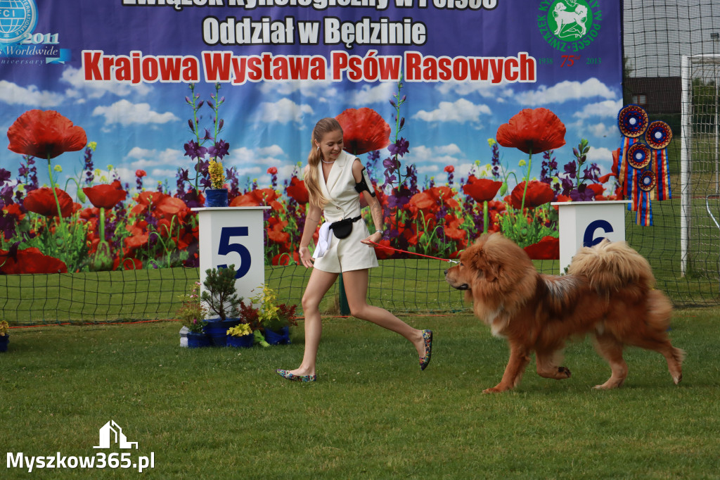Fotorelacja II: Krajowa Wystawa Psów Rasowych w Gniazdowie Gmina Koziegłowy