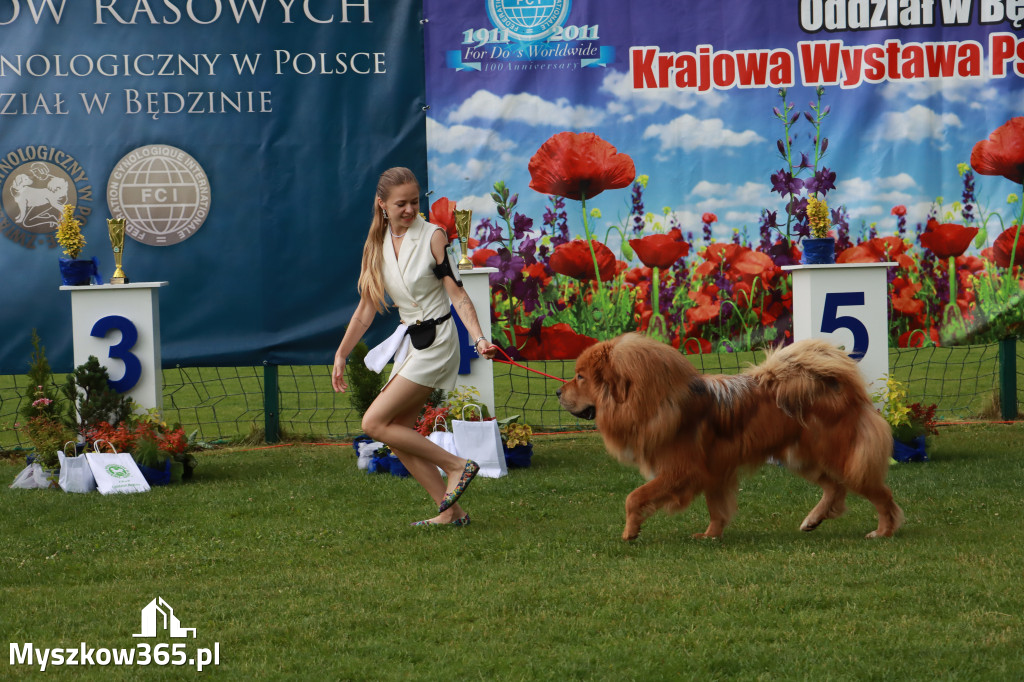 Fotorelacja II: Krajowa Wystawa Psów Rasowych w Gniazdowie Gmina Koziegłowy