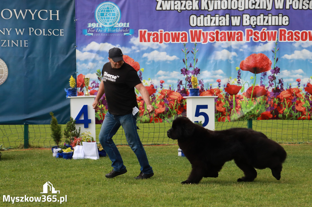 Fotorelacja II: Krajowa Wystawa Psów Rasowych w Gniazdowie Gmina Koziegłowy