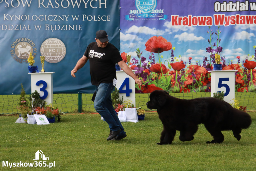 Fotorelacja II: Krajowa Wystawa Psów Rasowych w Gniazdowie Gmina Koziegłowy