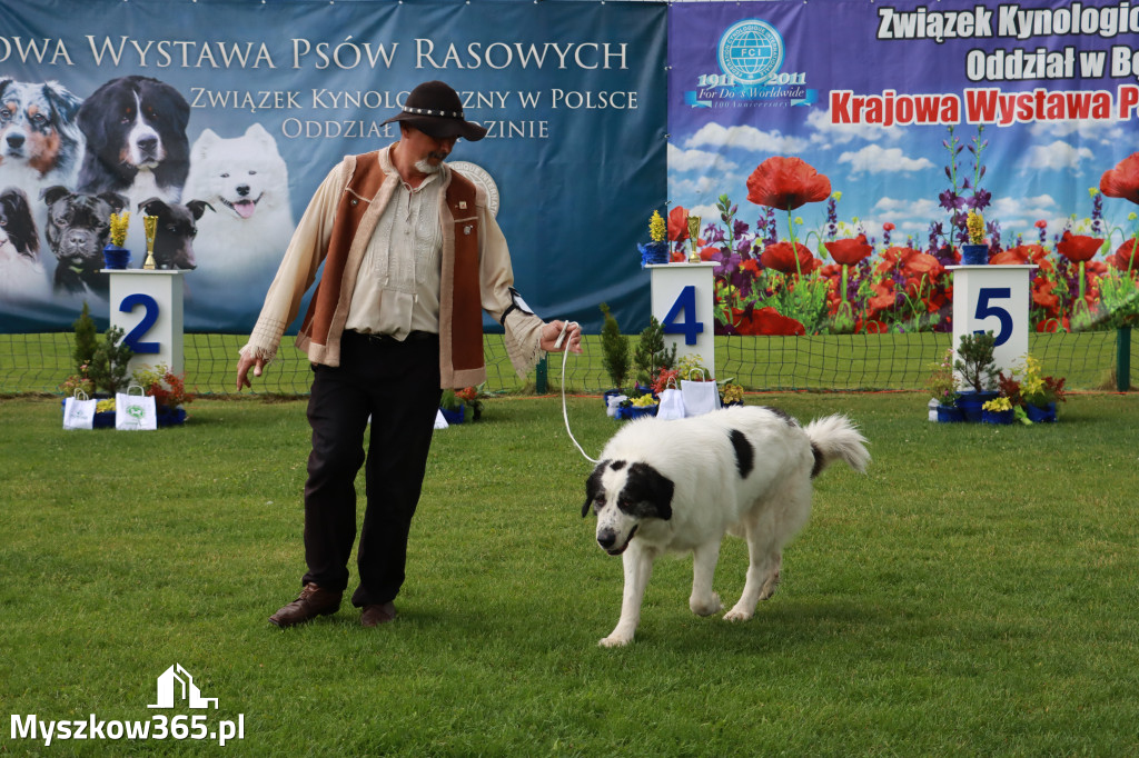 Fotorelacja II: Krajowa Wystawa Psów Rasowych w Gniazdowie Gmina Koziegłowy