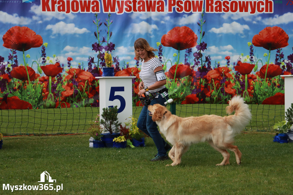 Fotorelacja II: Krajowa Wystawa Psów Rasowych w Gniazdowie Gmina Koziegłowy