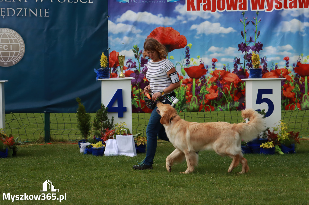 Fotorelacja II: Krajowa Wystawa Psów Rasowych w Gniazdowie Gmina Koziegłowy