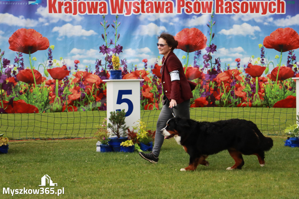 Fotorelacja II: Krajowa Wystawa Psów Rasowych w Gniazdowie Gmina Koziegłowy