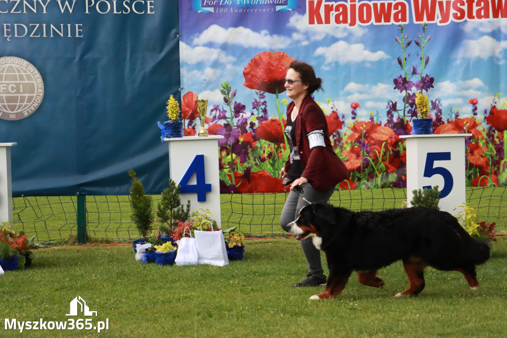 Fotorelacja II: Krajowa Wystawa Psów Rasowych w Gniazdowie Gmina Koziegłowy