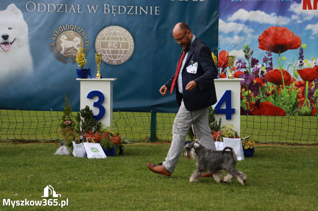 Fotorelacja II: Krajowa Wystawa Psów Rasowych w Gniazdowie Gmina Koziegłowy