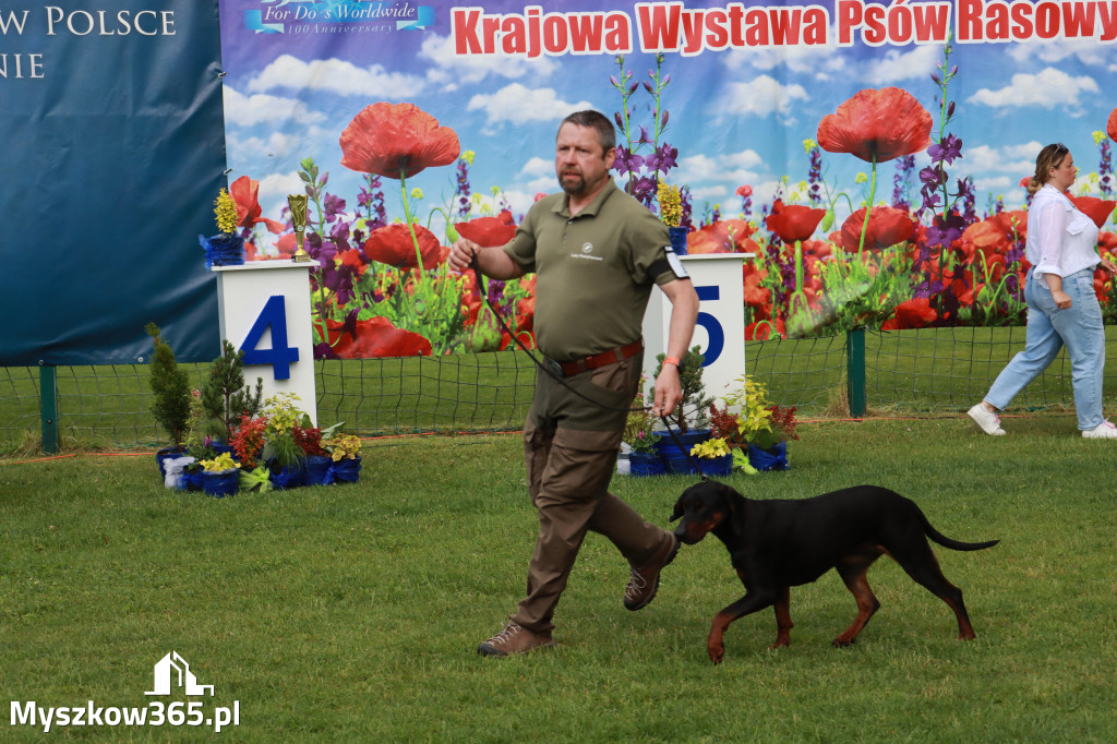 Fotorelacja II: Krajowa Wystawa Psów Rasowych w Gniazdowie Gmina Koziegłowy