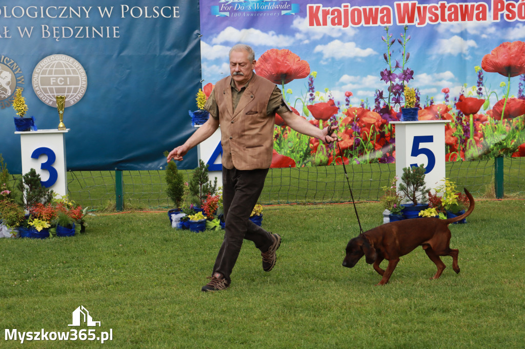 Fotorelacja II: Krajowa Wystawa Psów Rasowych w Gniazdowie Gmina Koziegłowy