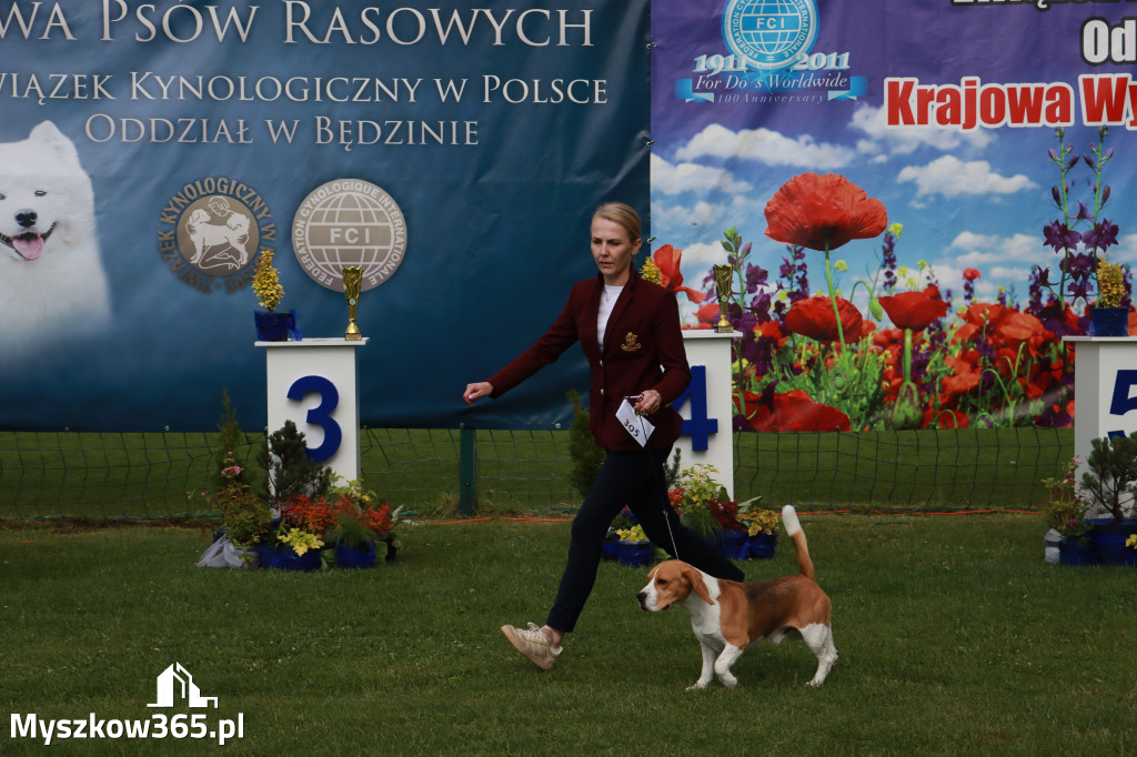 Fotorelacja II: Krajowa Wystawa Psów Rasowych w Gniazdowie Gmina Koziegłowy