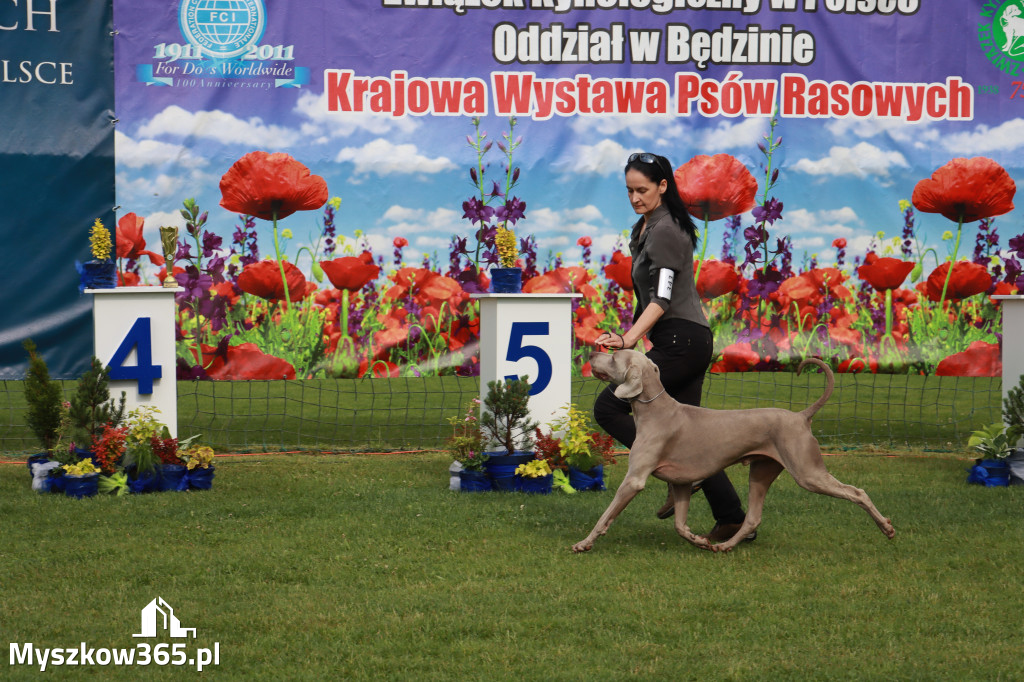 Fotorelacja II: Krajowa Wystawa Psów Rasowych w Gniazdowie Gmina Koziegłowy