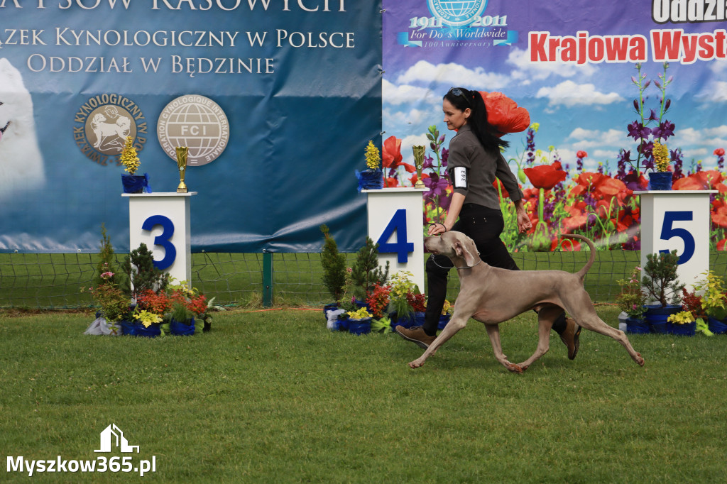 Fotorelacja II: Krajowa Wystawa Psów Rasowych w Gniazdowie Gmina Koziegłowy