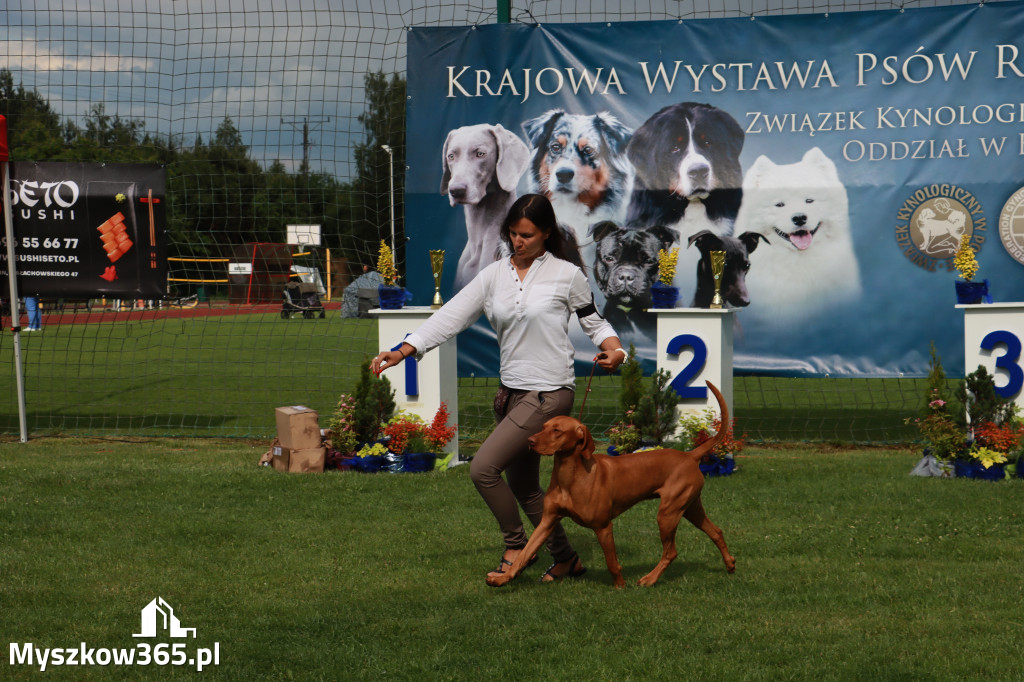 Fotorelacja II: Krajowa Wystawa Psów Rasowych w Gniazdowie Gmina Koziegłowy