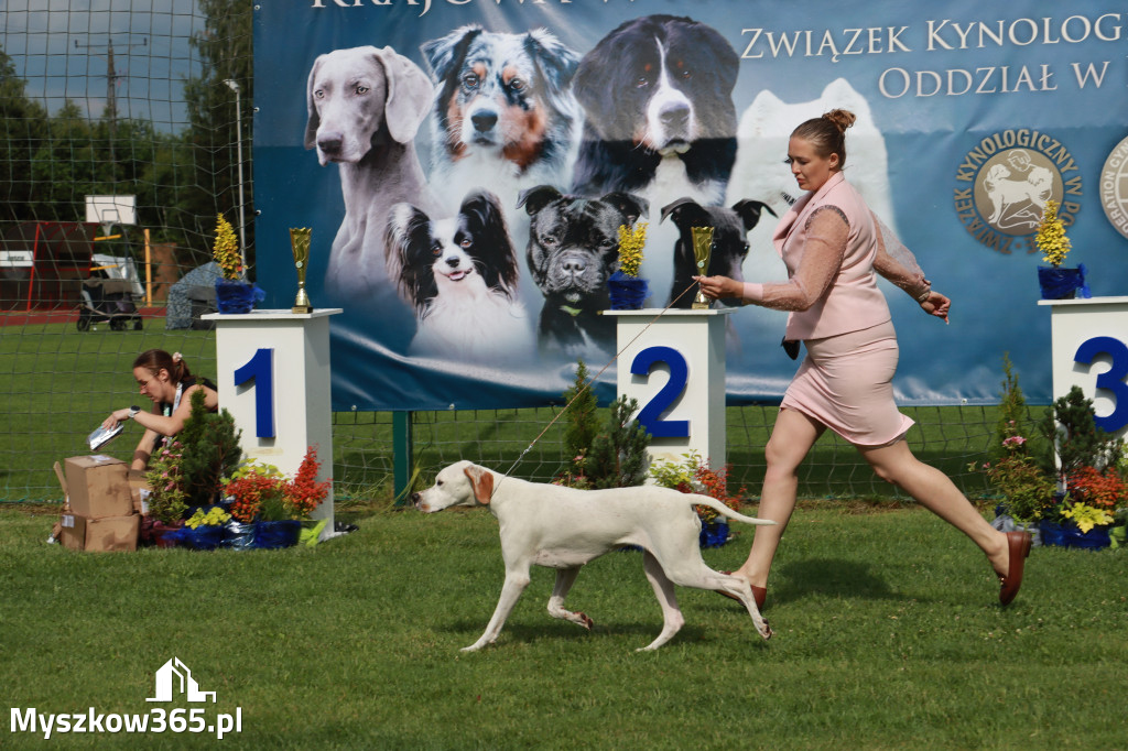 Fotorelacja II: Krajowa Wystawa Psów Rasowych w Gniazdowie Gmina Koziegłowy