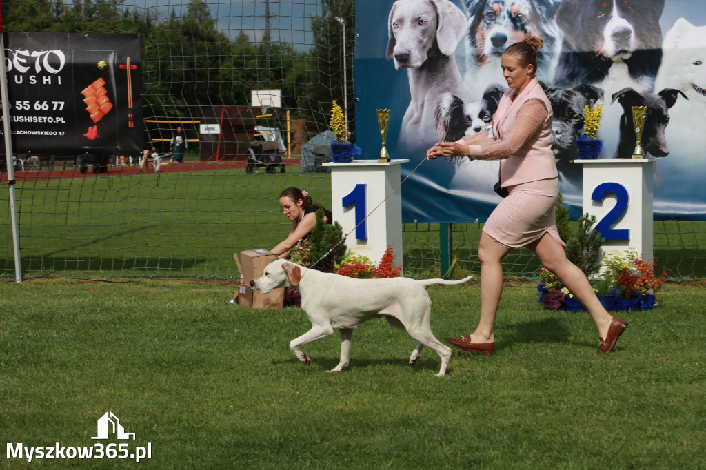 Fotorelacja II: Krajowa Wystawa Psów Rasowych w Gniazdowie Gmina Koziegłowy