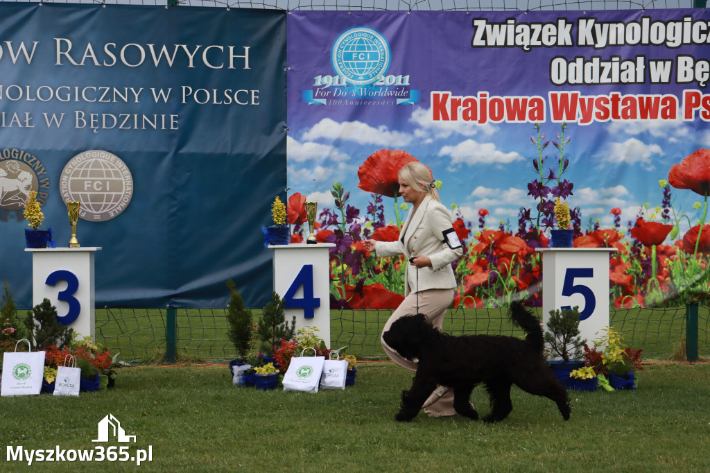 Fotorelacja II: Krajowa Wystawa Psów Rasowych w Gniazdowie Gmina Koziegłowy