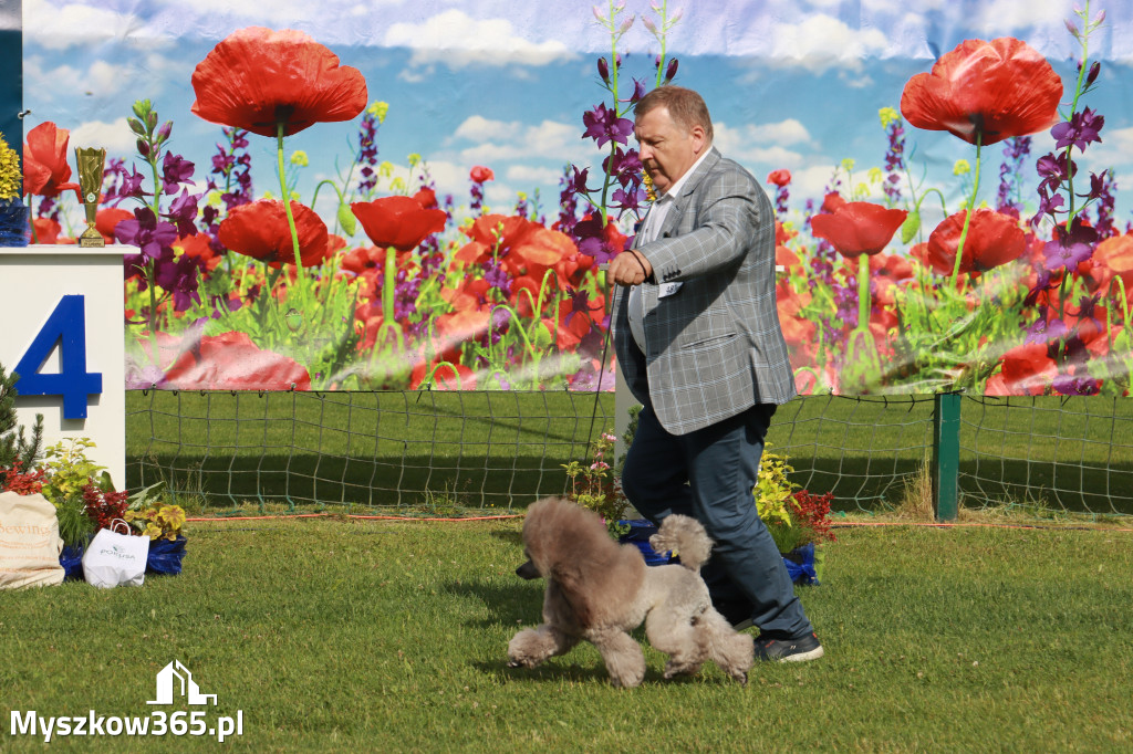 Fotorelacja II: Krajowa Wystawa Psów Rasowych w Gniazdowie Gmina Koziegłowy