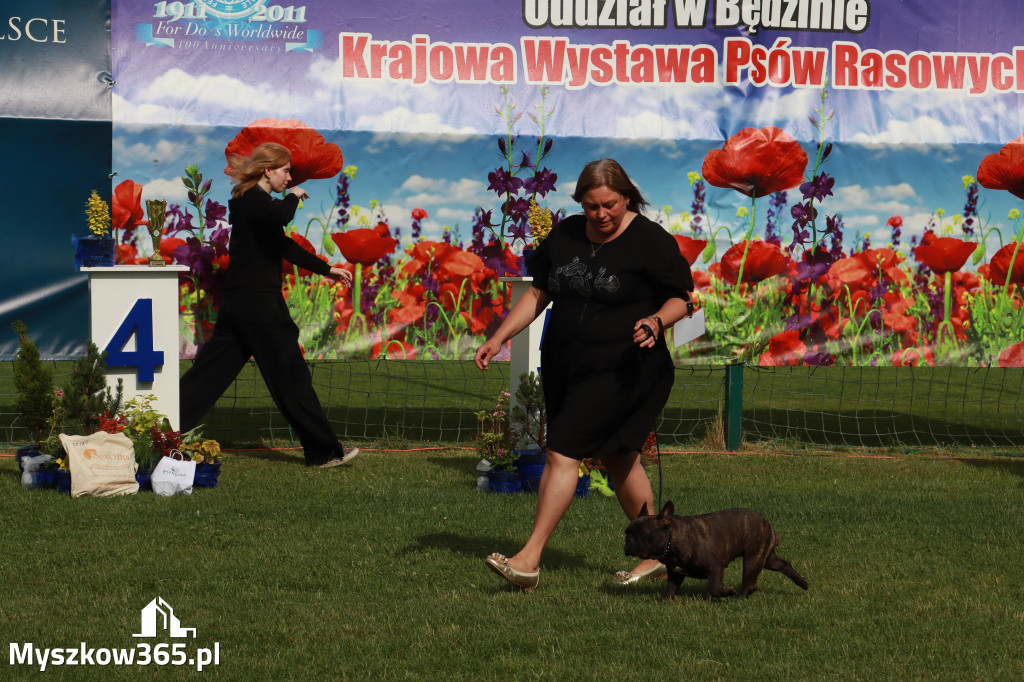 Fotorelacja II: Krajowa Wystawa Psów Rasowych w Gniazdowie Gmina Koziegłowy