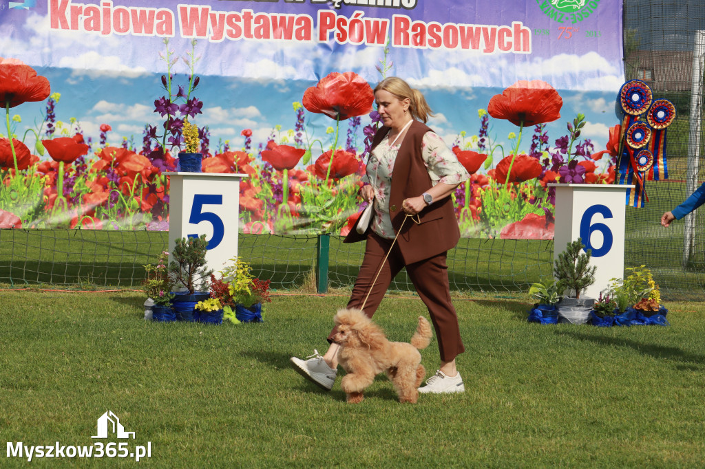 Fotorelacja II: Krajowa Wystawa Psów Rasowych w Gniazdowie Gmina Koziegłowy