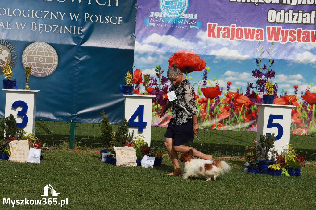 Fotorelacja II: Krajowa Wystawa Psów Rasowych w Gniazdowie Gmina Koziegłowy